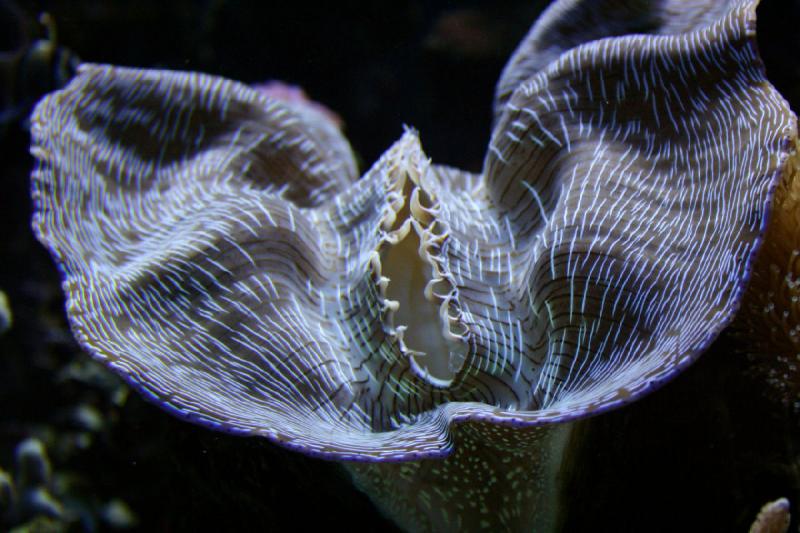 2007-09-01 11:27:08 ** Aquarium, Seattle ** Coral.