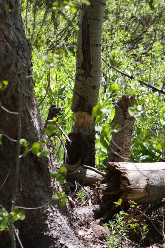 2012-06-12 11:13:41 ** Silver Lake, Utah ** A beaver obviously worked on this birch tree.
