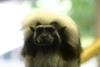 Cottontop Tamarin.