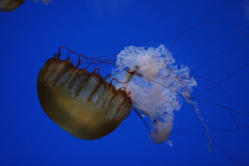 2014-03-12 14:18:15 ** Chicago, Illinois, Shedd Aquarium ** 