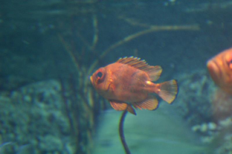 2007-10-13 12:29:02 ** Aquarium, California, Zoo ** Red fish.
