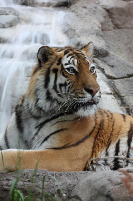 2012-05-17 19:17:35 ** Tiger, Utah, Zoo ** 