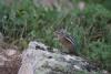 A chipmunk at the Gibbon Geyser Basin.