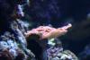 Corals.