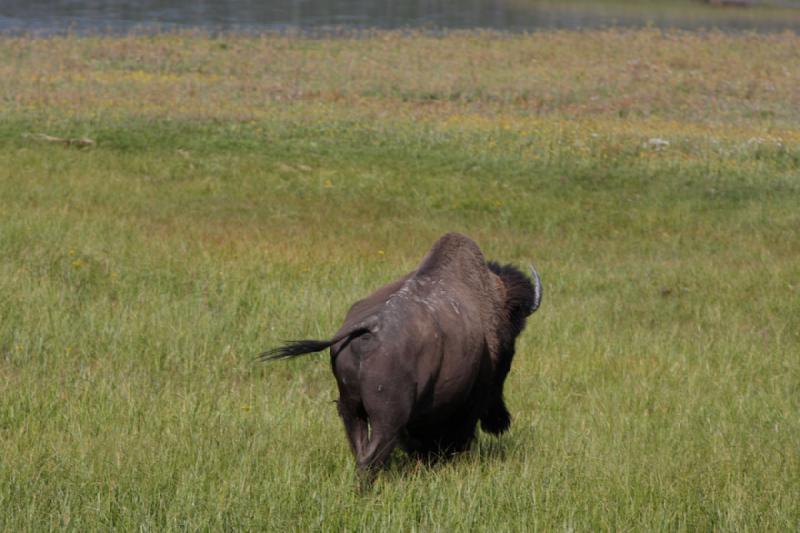 2008-08-15 17:12:23 ** Bison, Yellowstone Nationalpark ** 