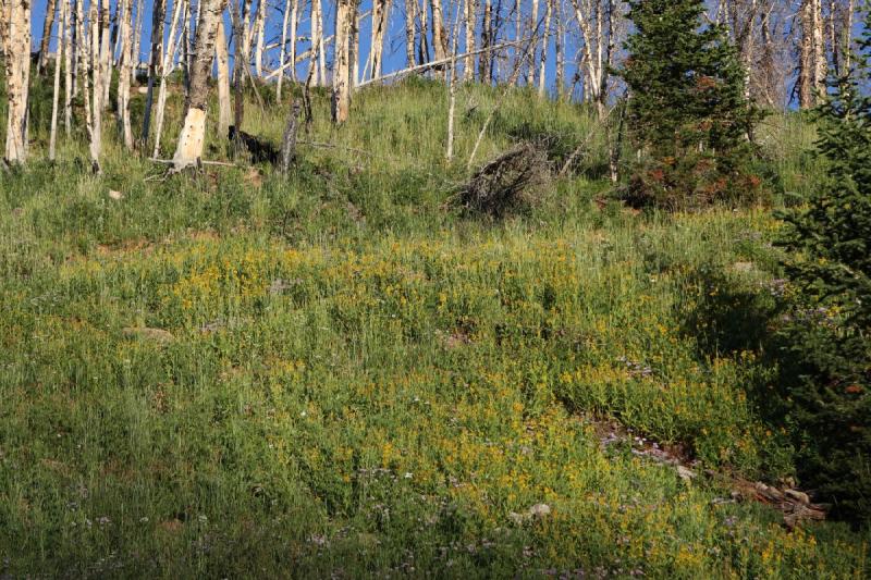 2010-08-21 19:23:00 ** Uinta Mountains ** 