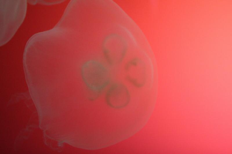 2014-03-12 14:30:15 ** Chicago, Illinois, Shedd Aquarium ** 