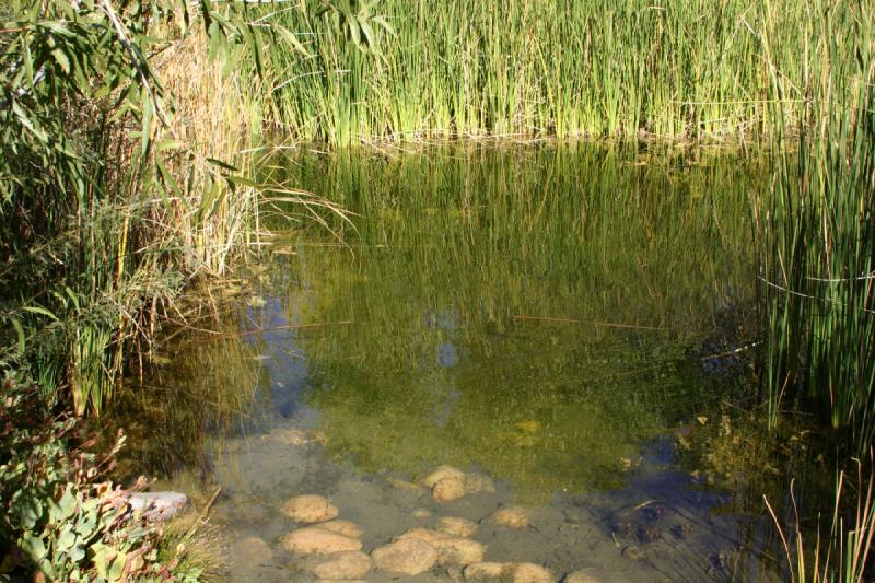2007-10-27 13:57:12 ** Botanical Garden, Phoenix ** Even the desert has water every now and then. Inside the pond were many tadpoles. 2007-10-27 13:57:12 ** Botanical Garden, Phoenix ** Even the desert has water every now and then. Inside the pond were many tadpoles.