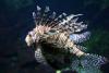 Lionfish.