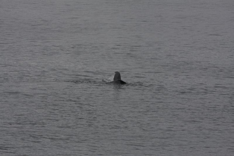 2012-06-19 20:16:38 ** Alaska, Cruise, Humpback Whale ** 