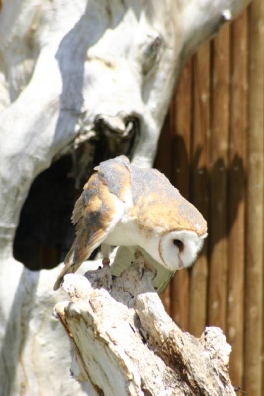2008-05-04 13:17:42 ** Utah, Zoo ** 