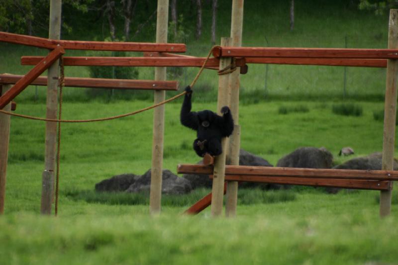 2005-05-07 15:08:02 ** Oregon, Roseburg, Zoo ** This monkey probably does not get bored having a playground like that. 2005-05-07 15:08:02 ** Oregon, Roseburg, Zoo ** This monkey probably does not get bored having a playground like that.