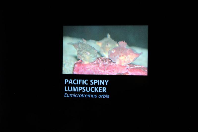 2012-06-16 12:26:08 ** Aquarium, Seattle ** 