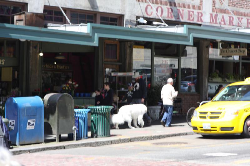 2012-06-15 11:30:32 ** Seattle ** This white dog was roughly the size of a Polar Bear.