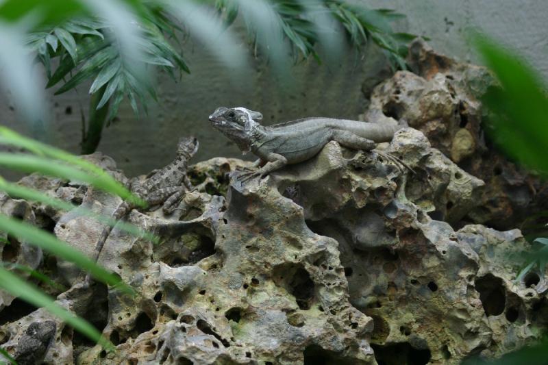 2005-08-25 14:52:42 ** Berlin, Germany, Zoo ** Lizards. 2005-08-25 14:52:42 ** Berlin, Germany, Zoo ** Lizards.