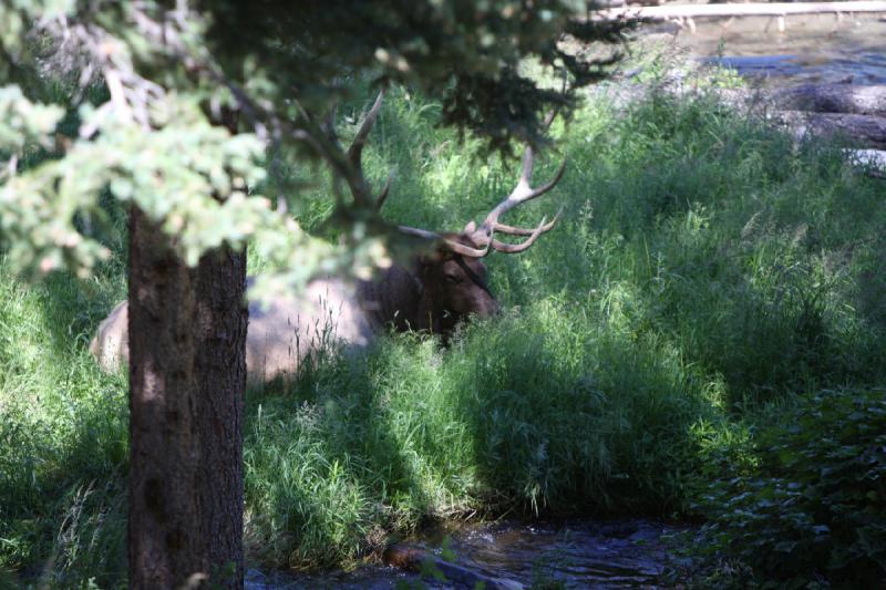2008-08-16 14:11:21 ** Hirsch, Yellowstone Nationalpark ** 