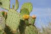 Opuntia or prickly pear with yellow flower.