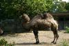 Bactrian camels have two humps.