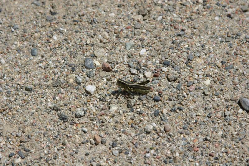 2006-07-23 12:54:52 ** Vail ** Grasshopper.