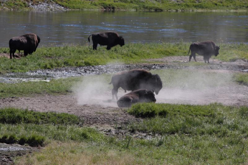 2008-08-16 11:41:06 ** Bison, Yellowstone Nationalpark ** 