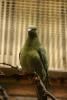 A green pigeon.