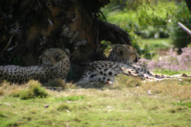 2008-03-21 14:07:24 ** San Diego, San Diego Zoo's Wild Animal Park ** Cheetahs in the shade.