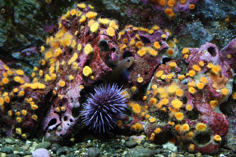 2012-06-16 12:28:54 ** Aquarium, Seattle ** 