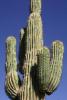 Saguaro-Kaktus.