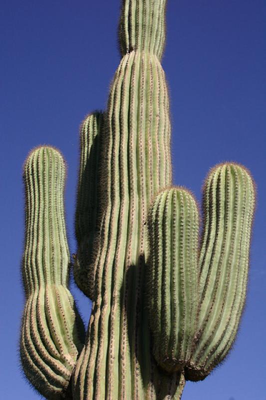 2007-10-27 13:54:30 ** Botanical Garden, Cactus, Phoenix ** Saguaro cactus.