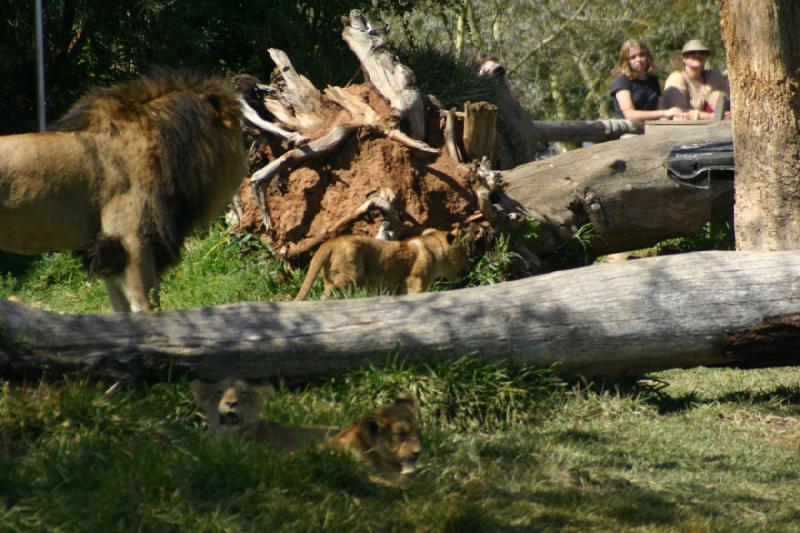 2008-03-21 14:57:34 ** San Diego, San Diego Zoo's Wild Animal Park ** 