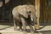 Elefant.