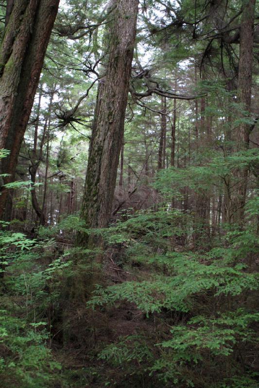 2012-06-19 09:25:31 ** Alaska, Cruise, Ketchikan, Totem Bight State Historic Park ** 2012-06-19 09:25:31 ** Alaska, Cruise, Ketchikan, Totem Bight State Historic Park **