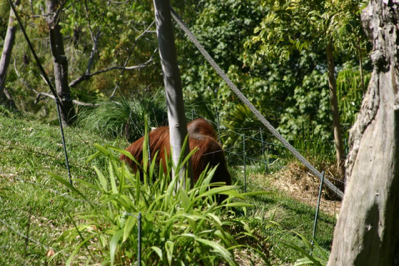 2008-03-20 14:14:34 ** San Diego, Zoo ** Orangutan.