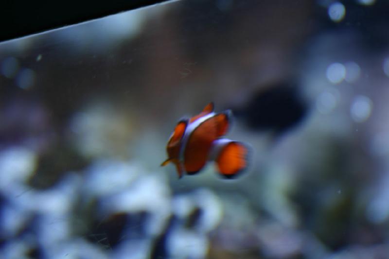 2007-10-13 12:52:00 ** Aquarium, Kalifornien, Zoo ** Clownfisch. 2007-10-13 12:52:00 ** Aquarium, Kalifornien, Zoo ** Clownfisch.