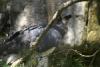 American Harpy Eagle.