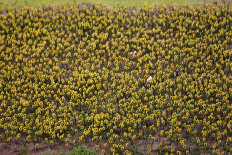 2006-11-25 10:28:50 ** Germany, Hamburg, Miniature Wonderland ** Field of sunflowers. Each one has been made by hand.