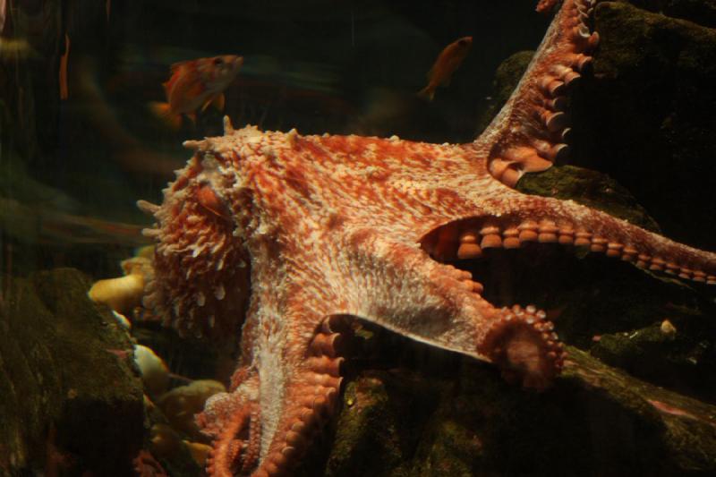 2012-06-16 12:11:07 ** Aquarium, Seattle ** 