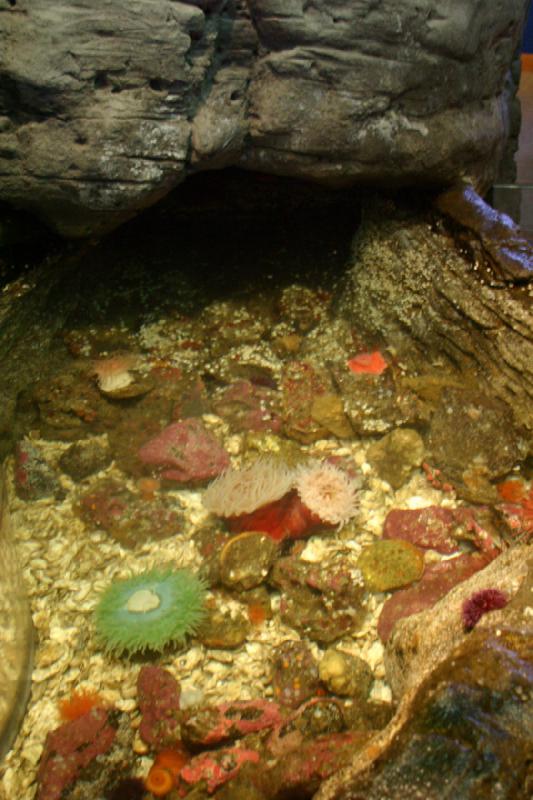 2007-09-01 11:06:24 ** Aquarium, Seattle ** Sea anemones.