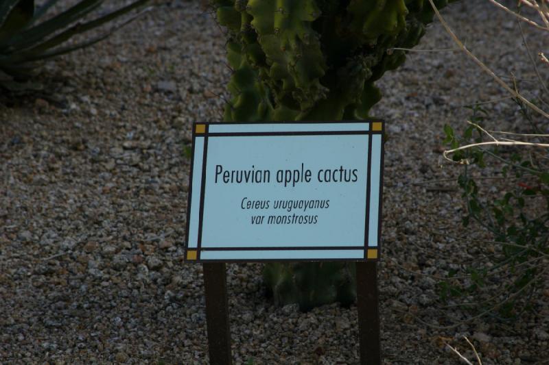 2007-04-15 16:38:02 ** Cactus, Phoenix ** Description of the 'Cereus uruguayanus var monstrosus', peruvian apple cactus.