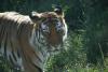 Siberian tiger.