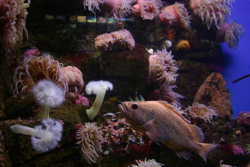 2008-03-22 10:34:06 ** Aquarium, San Diego ** 