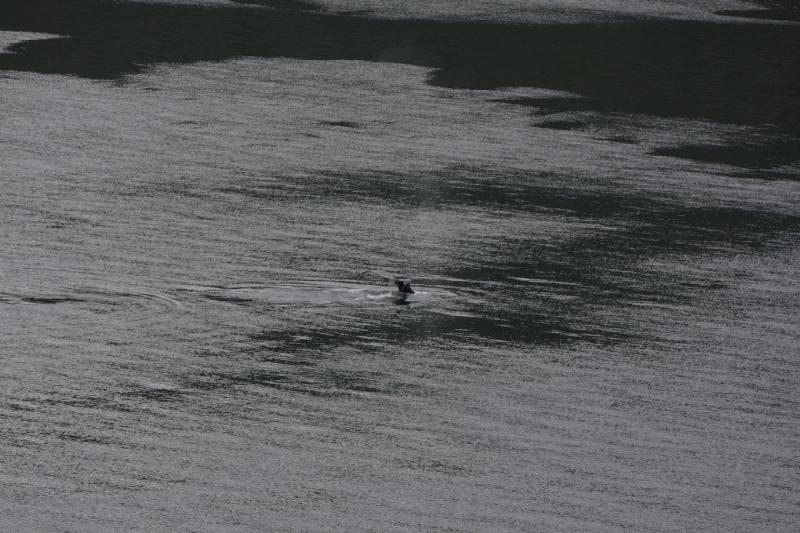 2012-06-19 20:20:48 ** Alaska, Cruise, Humpback Whale ** 