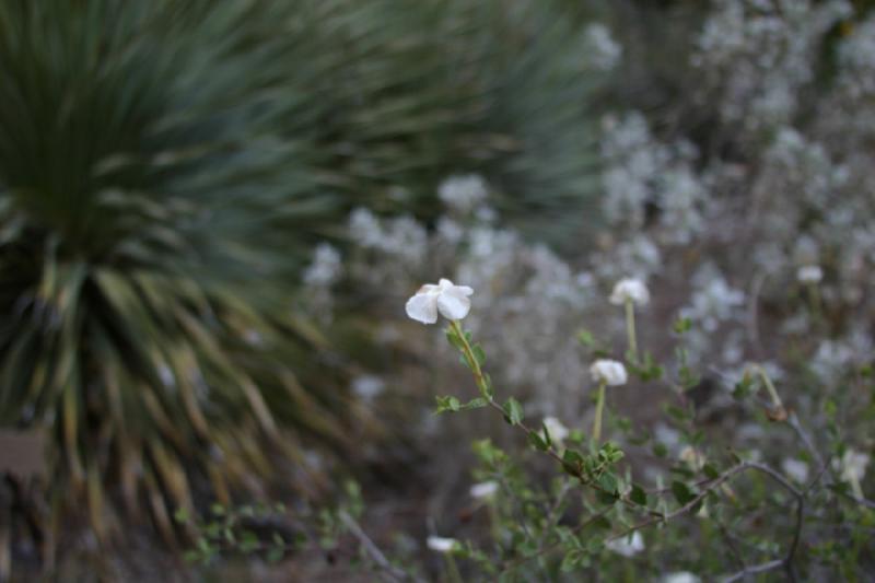 2006-06-17 19:14:02 ** Botanical Garden, Tucson ** Small flower.