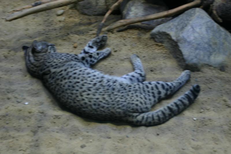 2005-08-24 17:08:37 ** Berlin, Germany, Zoo ** Cat. 2005-08-24 17:08:37 ** Berlin, Germany, Zoo ** Cat.