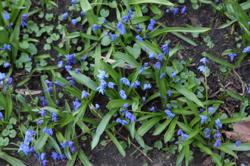 2010-04-05 17:37:26 ** Germany, Hamburg ** Many small blue flowers in the park.