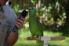 Singing parrot.