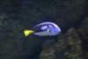 Surgeonfish.