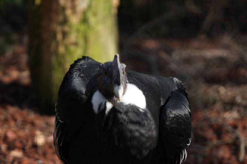 2010-04-13 16:19:18 ** Germany, Walsrode, Zoo ** 