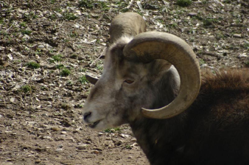 2007-03-11 14:47:36 ** Utah, Zoo ** Bighorn sheep.