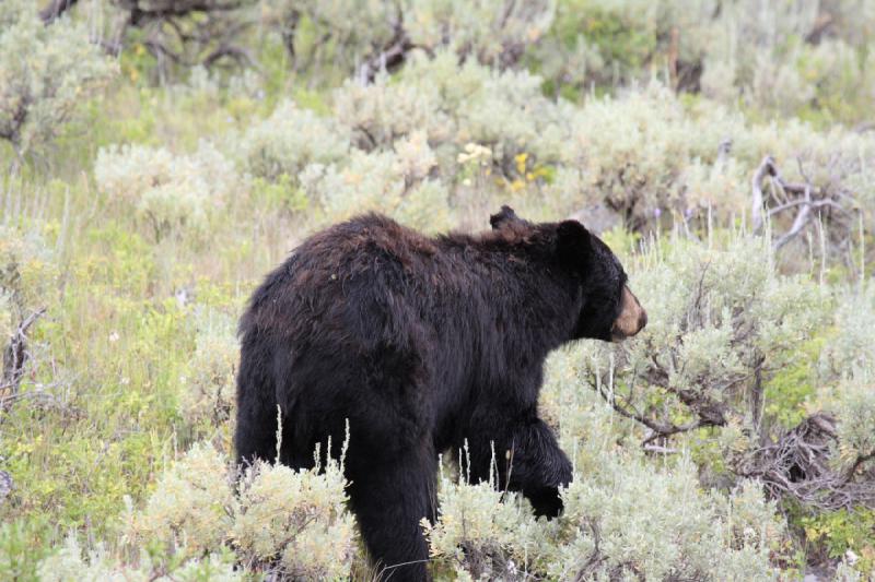 2009-08-05 14:08:42 ** Black Bear, Yellowstone National Park ** 